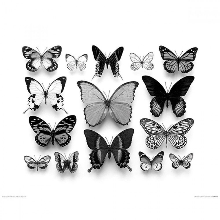 PPR43623 Alyson Fennell (Collection de Papillons) (40x50)(포스터만)
